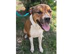 Adopt JOEY a Hound, Mixed Breed