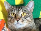 Adopt Scooby-Doo a Domestic Short Hair