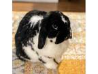 Adopt Kevin (formerly Arlo a Mini Lop