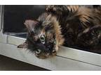 Rory Domestic Mediumhair Kitten Female