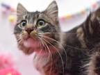 Adopt Dexter a Domestic Long Hair