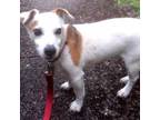 Adopt Wilber a Jack Russell Terrier