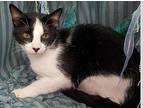 Chandler Domestic Shorthair Young Male