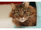 Adopt Charlemagne a Domestic Long Hair