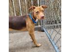 Adopt Seymour a Mixed Breed