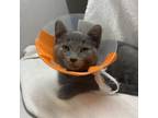 Adopt Feather a Domestic Short Hair