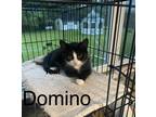 Adopt Domino (24-338) a Tuxedo