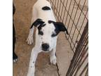Adopt Butterfinger a Mixed Breed