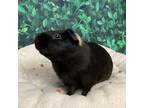 Adopt Rocky a Guinea Pig
