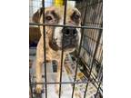 Adopt Capone a American Staffordshire Terrier, Terrier