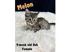 Melon Domestic Shorthair Kitten Female
