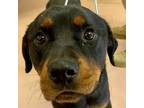 Adopt BRONCO a Mixed Breed, Rottweiler