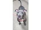 Adopt Taz a Pit Bull Terrier, Mixed Breed