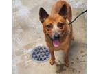 Adopt Pinky a Cattle Dog