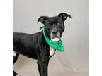 Adopt Scooter a American Staffordshire Terrier