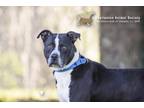 Adopt 73435A Zebra a American Staffordshire Terrier, Mixed Breed