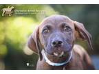 Adopt 73811a Buster a Hound, Mixed Breed