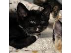 Adopt Laurence @ Petco a Domestic Short Hair