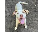 Adopt Quincy a Mixed Breed