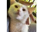 Adopt Mayo Meow a Domestic Short Hair