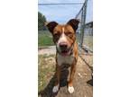 Adopt Tank a Pit Bull Terrier, Catahoula Leopard Dog
