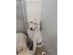 Adopt Daffy a Standard Poodle, Mixed Breed