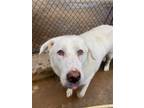 Adopt Piglet a Great Pyrenees, Mixed Breed