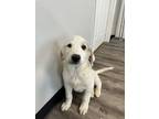 Adopt Twisler a Great Pyrenees, Mixed Breed
