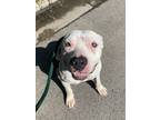 Adopt Flower a Pit Bull Terrier, Mixed Breed