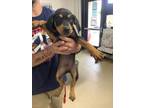 Adopt dog 1 a Doberman Pinscher, Mixed Breed
