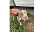 Adopt 56024861 a Pit Bull Terrier, Mixed Breed
