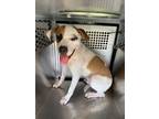 Adopt Barney a Pit Bull Terrier, Mixed Breed