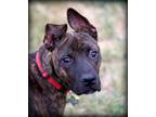 Adopt Tiger a Pit Bull Terrier, Mixed Breed