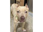 Adopt Bowie a Pit Bull Terrier, Mixed Breed