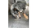 Adopt 56026579 a Cattle Dog, Mixed Breed
