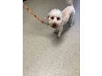 Adopt Jack Jack a Poodle, Mixed Breed