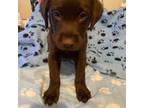 Labrador Retriever Puppy for sale in Troy, AL, USA