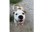 Adopt 56033176 a Pit Bull Terrier, Mixed Breed