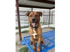 Adopt Cheez-it / Rocky a Chow Chow, Mixed Breed