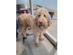 Adopt Marlin a Standard Poodle, Mixed Breed