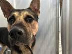 Adopt 56034422 a German Shepherd Dog, Mixed Breed