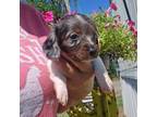 Dachshund Puppy for sale in Winnsboro, TX, USA