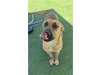 Adopt Tiger a Black Mouth Cur, Mixed Breed