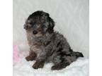 Poodle (Toy) Puppy for sale in Huntsville, AL, USA