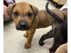 Adopt Lettuce a Mountain Cur, Mixed Breed