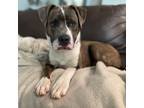 Adopt Clooney a Pit Bull Terrier, Mixed Breed