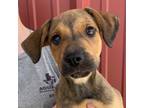 Adopt Tomato a Mountain Cur, Mixed Breed