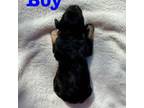 Mutt Puppy for sale in Sainte Genevieve, MO, USA