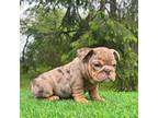 Bulldog Puppy for sale in Queens, NY, USA