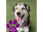 Adopt Kevin a Terrier, Mixed Breed